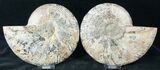 Polished Ammonite Pair - Agatized #12627-1